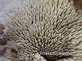 Climacodon pulcherimus-amf1481-1